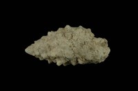 藏品(棘蟹守螺)的圖片